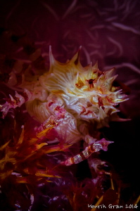 Candy Crab by Henrik Gram Rasmussen 